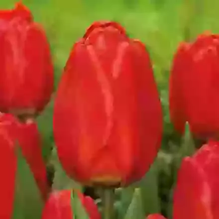 Parade